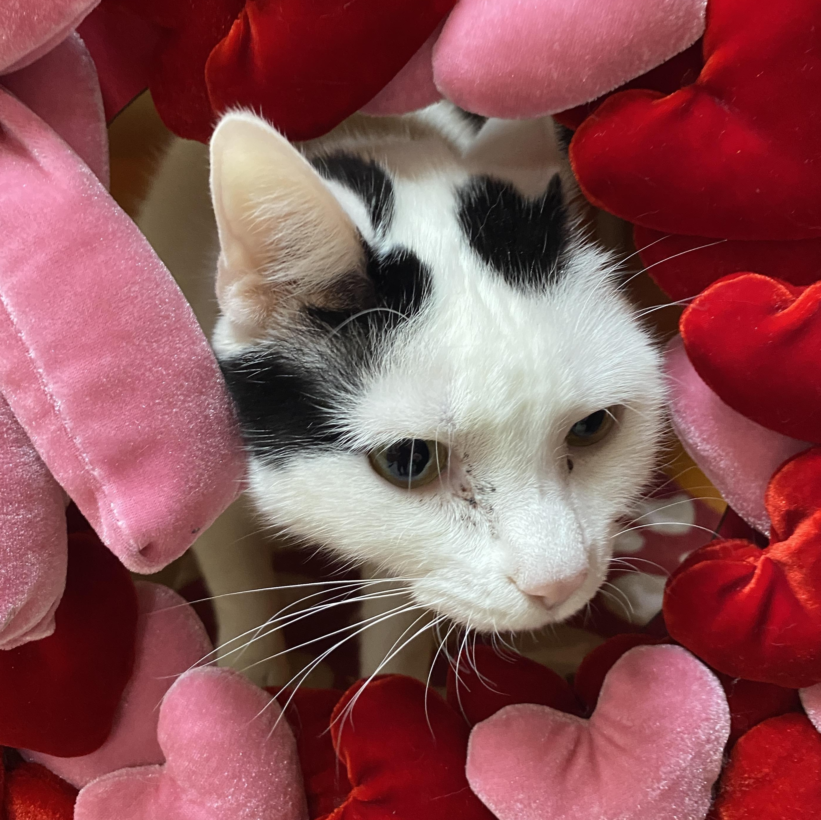 Enlarge Lucy Ask to Meet! In Foster!, an adopted Domestic Short Hair in Elyria, OH image 5/6