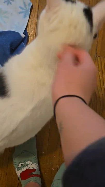 Enlarge Lucy Ask to Meet! In Foster!, an adopted Domestic Short Hair in Elyria, OH video 6/6