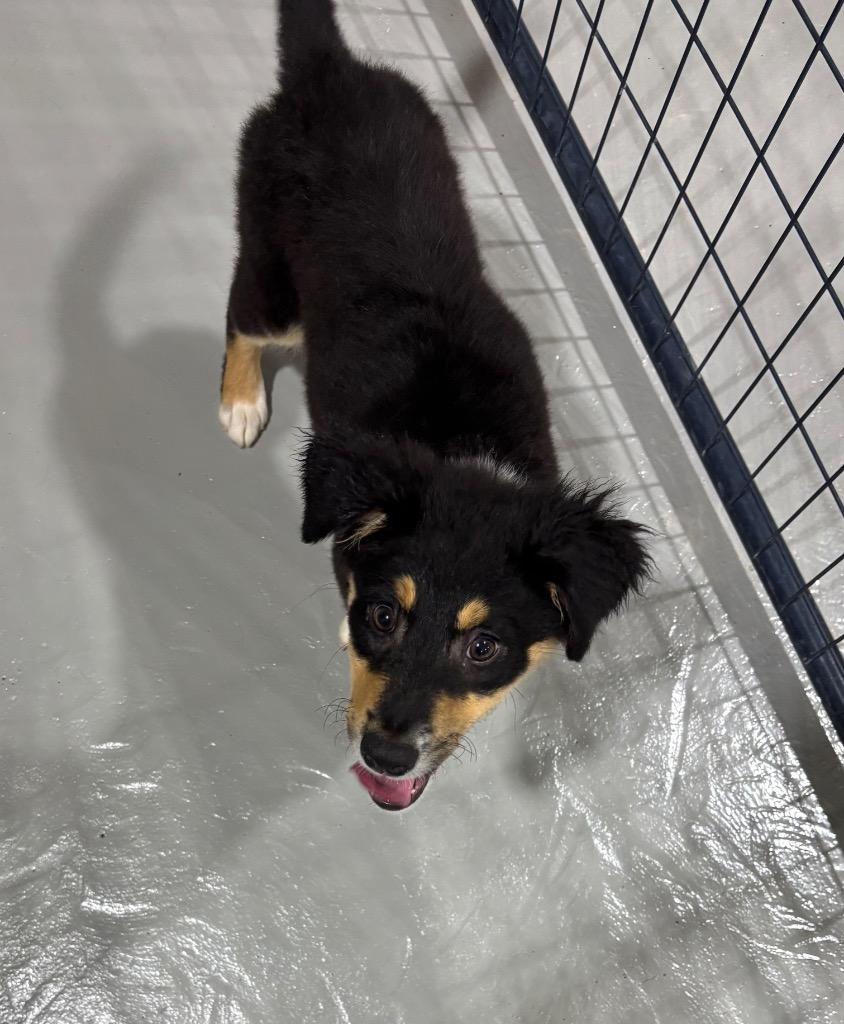 Cleo, Adopted, Puppy Female Australian Shepherd.