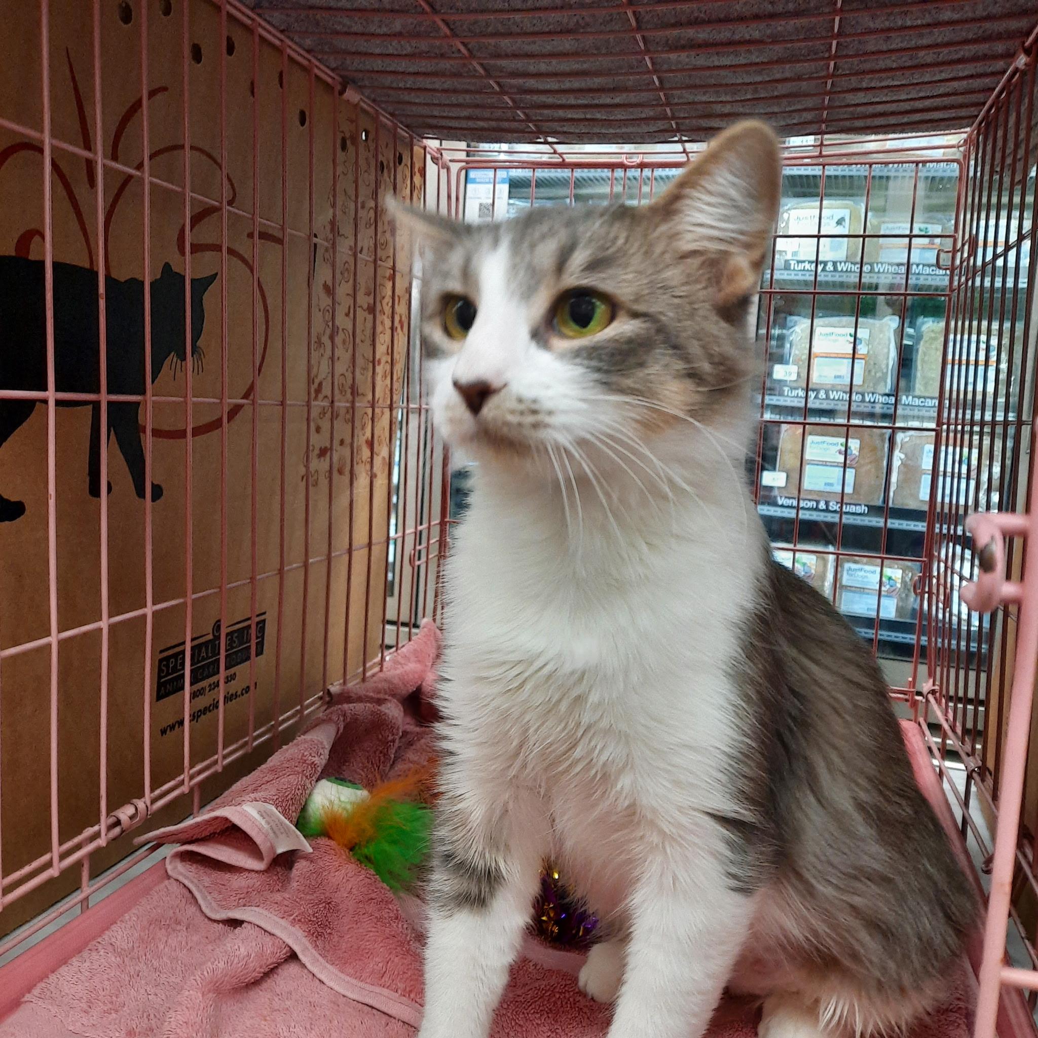 Enlarge Princess, a Adoptable Domestic Short Hair in Huffman, TX image 1/1