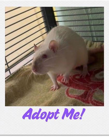Enlarge Gumbo, a Adoptable Rat in Lowell, MA image 1/2