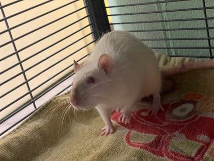 Enlarge Gumbo, a Adoptable Rat in Lowell, MA image 2/2