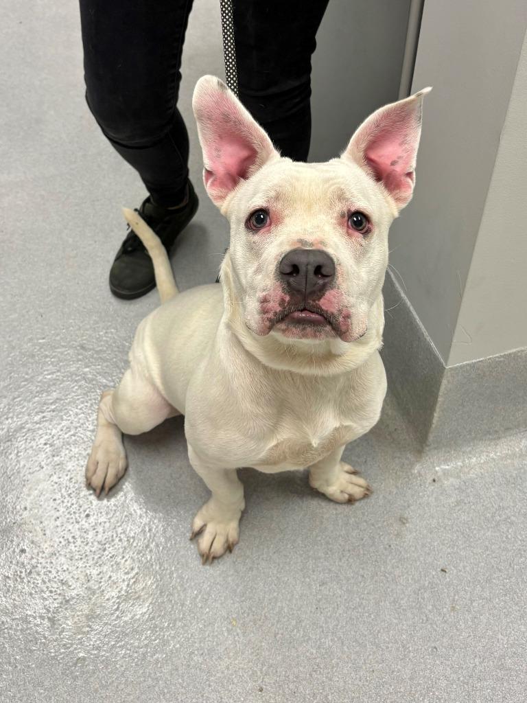 Enlarge Thatch, a Adoptable mixed breed in Chillicothe, OH image 1/1