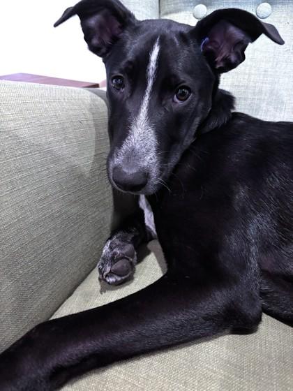 Enlarge Chekov, a Adoptable mixed breed in Washington, DC image 1/3