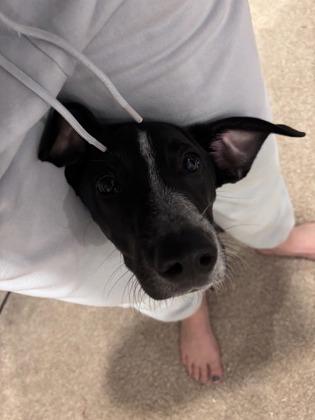 Enlarge Chekov, a Adoptable mixed breed in Washington, DC image 2/3
