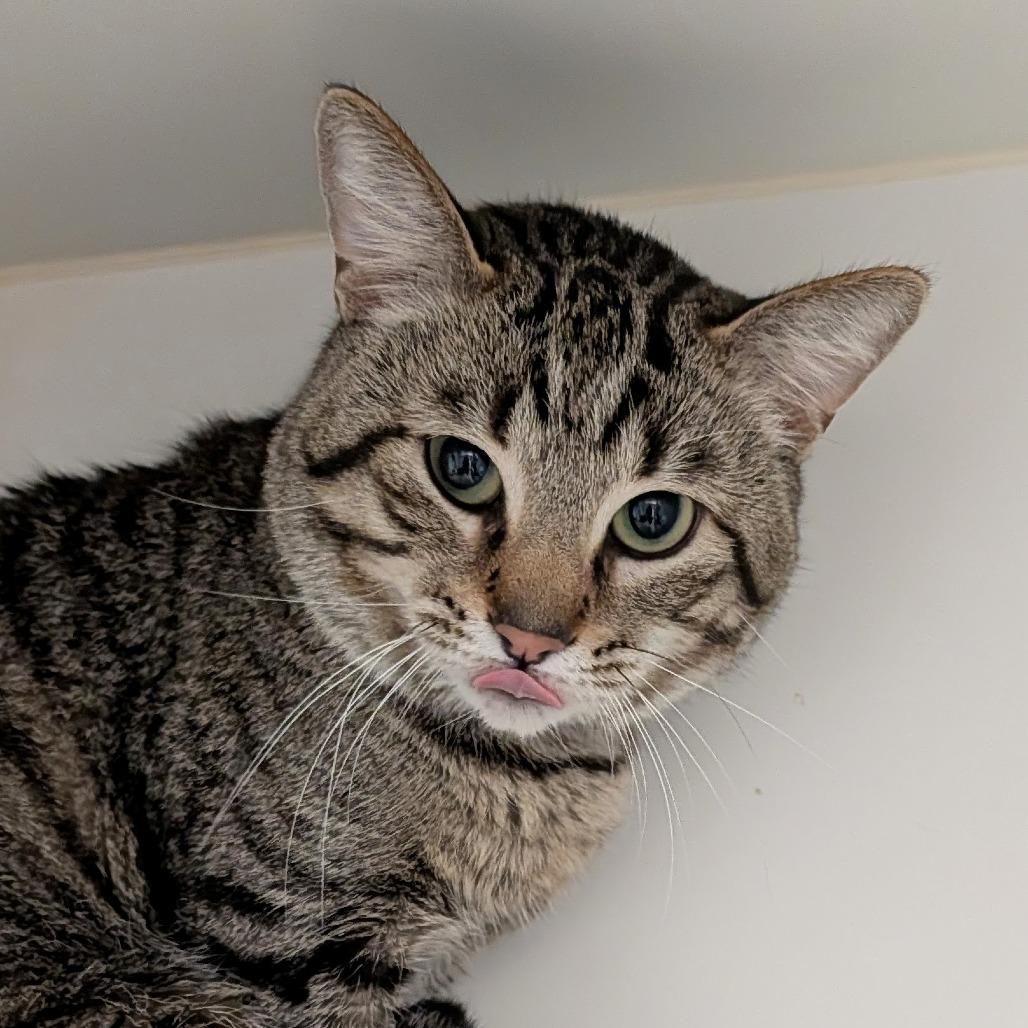 Mac, Adoptable, Young Male Domestic Short Hair.
