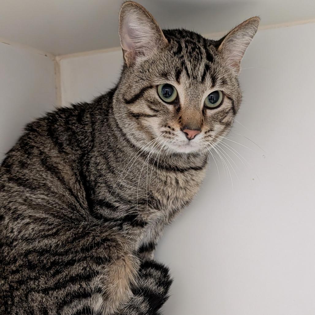 Enlarge Mac, a Adoptable Domestic Short Hair in Long Beach, CA image 2/4