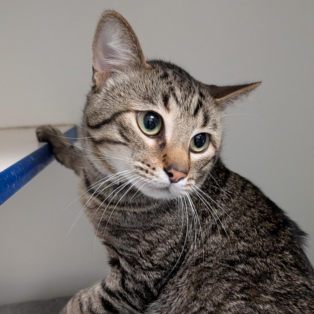 Enlarge Mac, a Adoptable Domestic Short Hair in Long Beach, CA image 3/4