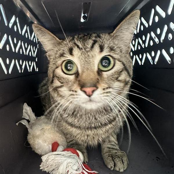 Enlarge Mac, a Adoptable Domestic Short Hair in Long Beach, CA image 4/4