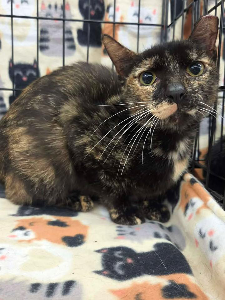 Reba, a ADOPTABLE mixed breed in College Station, TX image 3/4