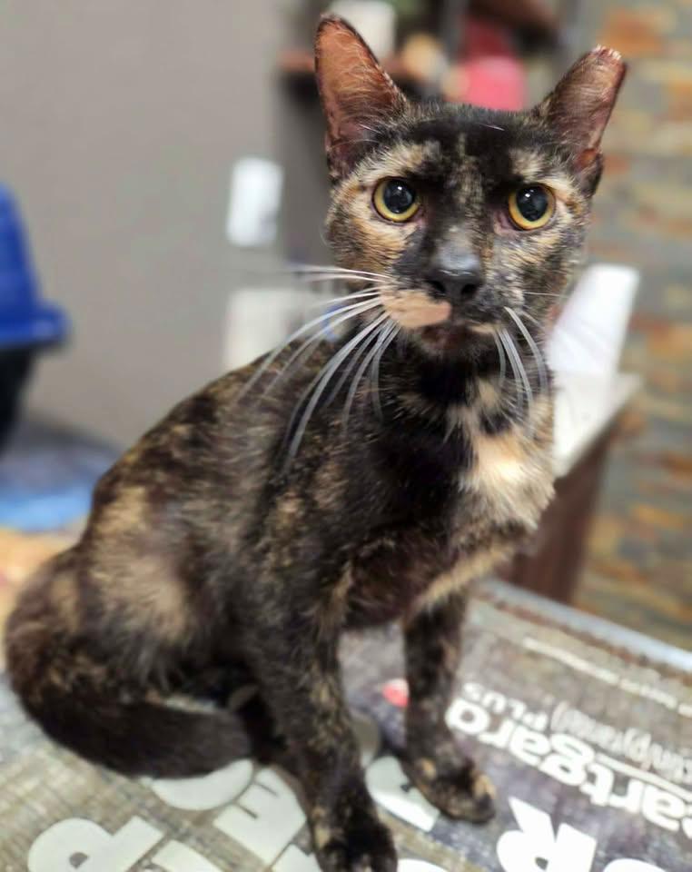 Reba, a ADOPTABLE mixed breed in College Station, TX image 1/4