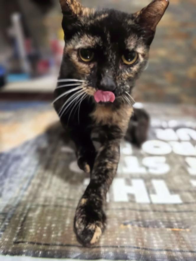 Reba, a ADOPTABLE mixed breed in College Station, TX image 2/4