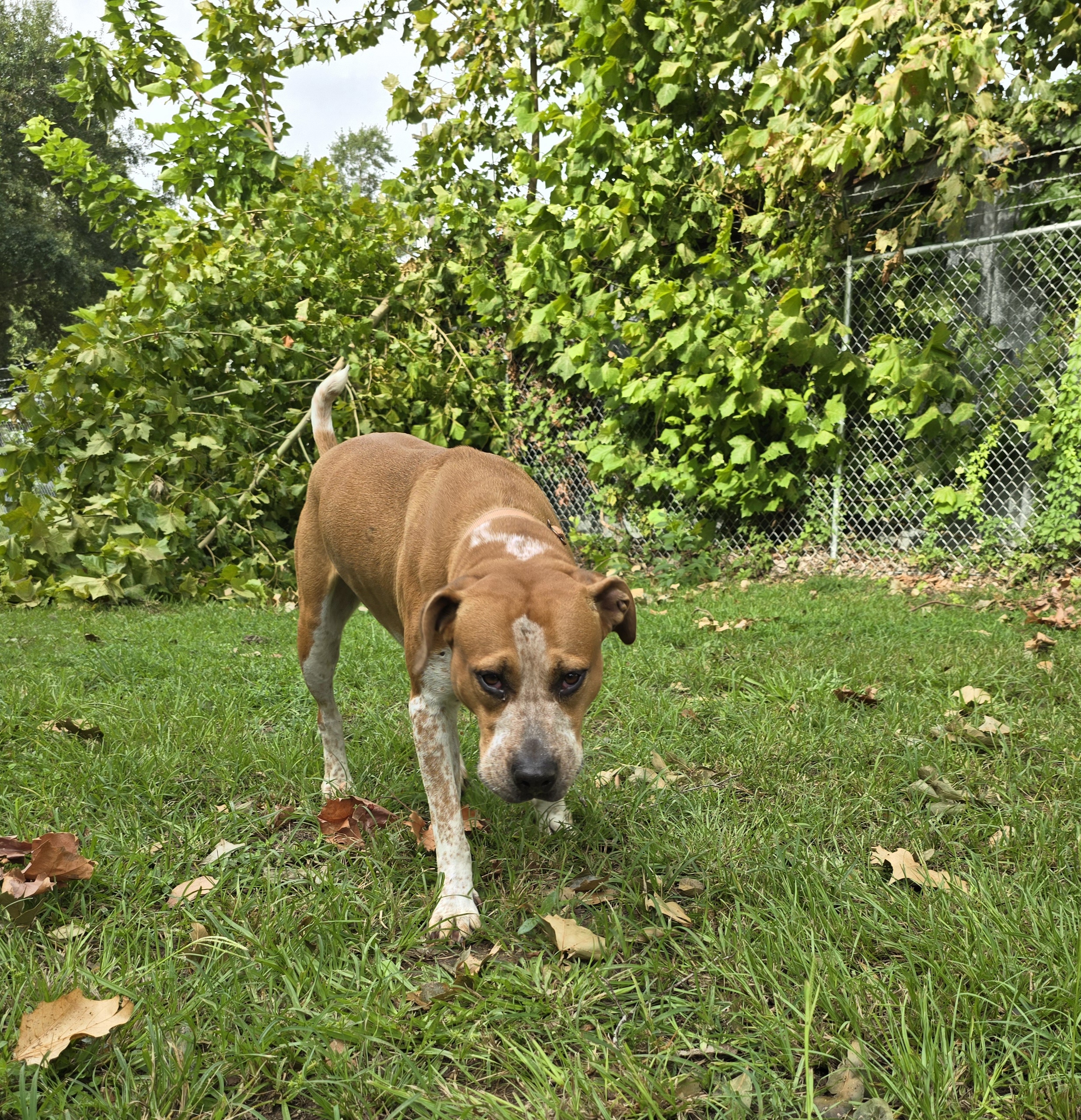 Coon, an adoptable Coonhound in Waller, TX, 77484 | Photo Image 1