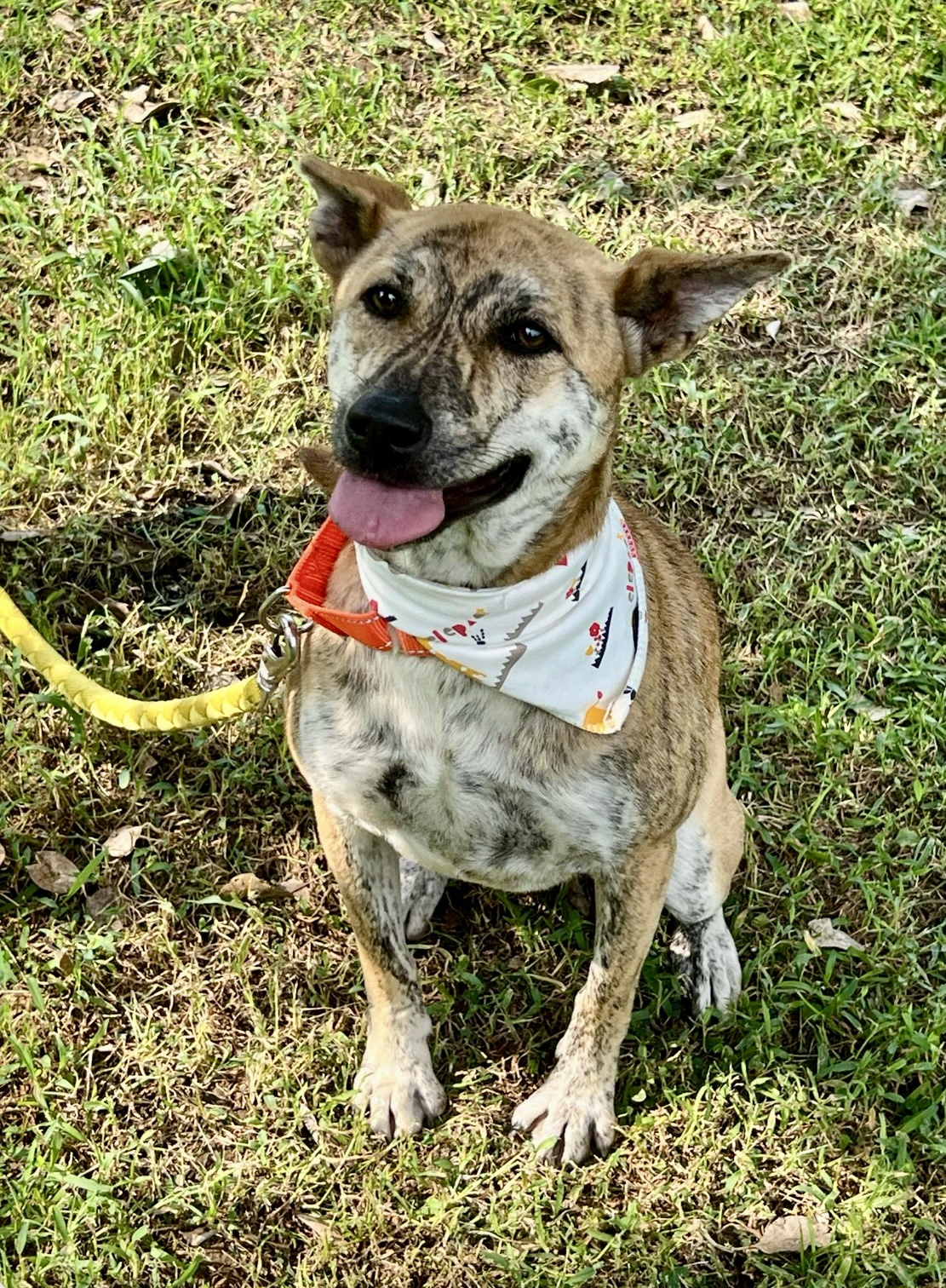 Shirley, a Adoptable Mountain Dog in Vancouver, BC image 1/6