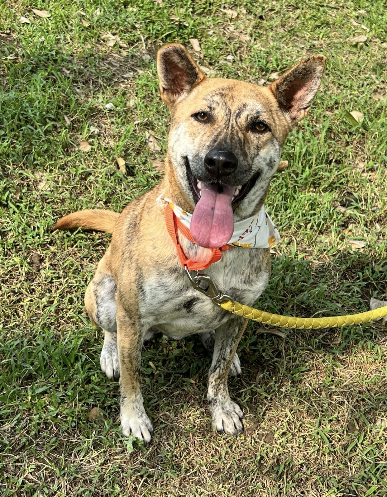 Shirley, a Adoptable Mountain Dog in Vancouver, BC image 2/6
