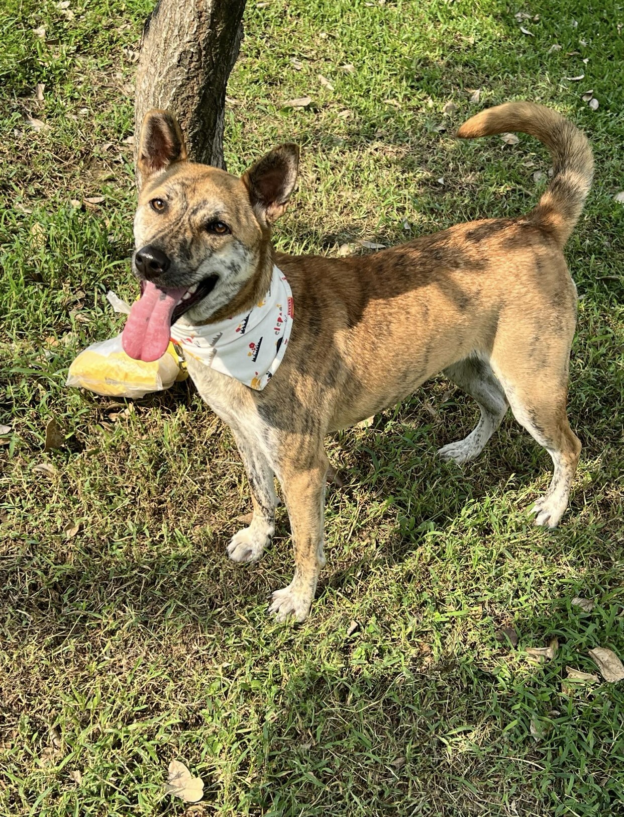 Shirley, a Adoptable Mountain Dog in Vancouver, BC image 3/6