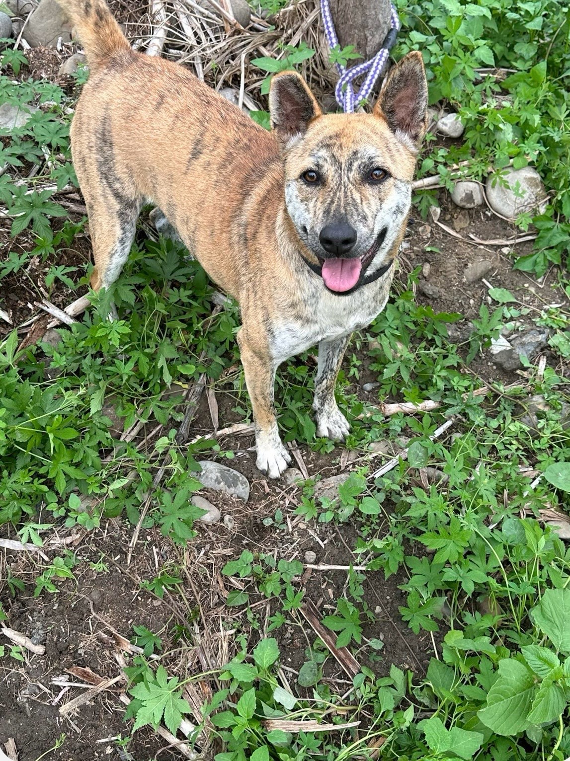 Shirley, a Adoptable Mountain Dog in Vancouver, BC image 4/6