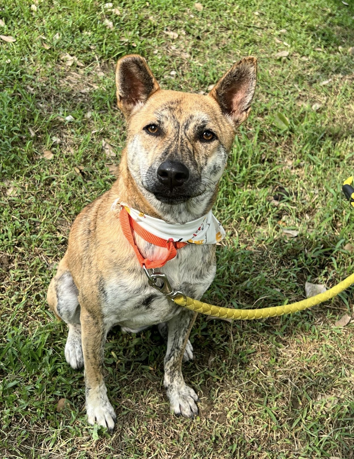 Shirley, a Adoptable Mountain Dog in Vancouver, BC image 5/6