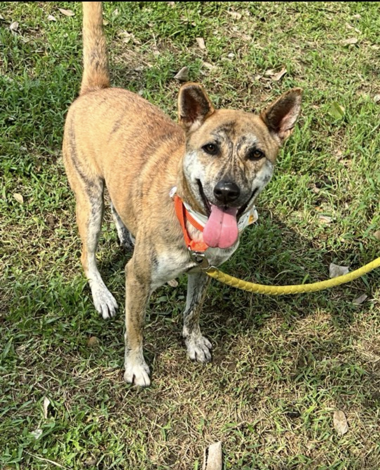 Shirley, a Adoptable Mountain Dog in Vancouver, BC image 6/6