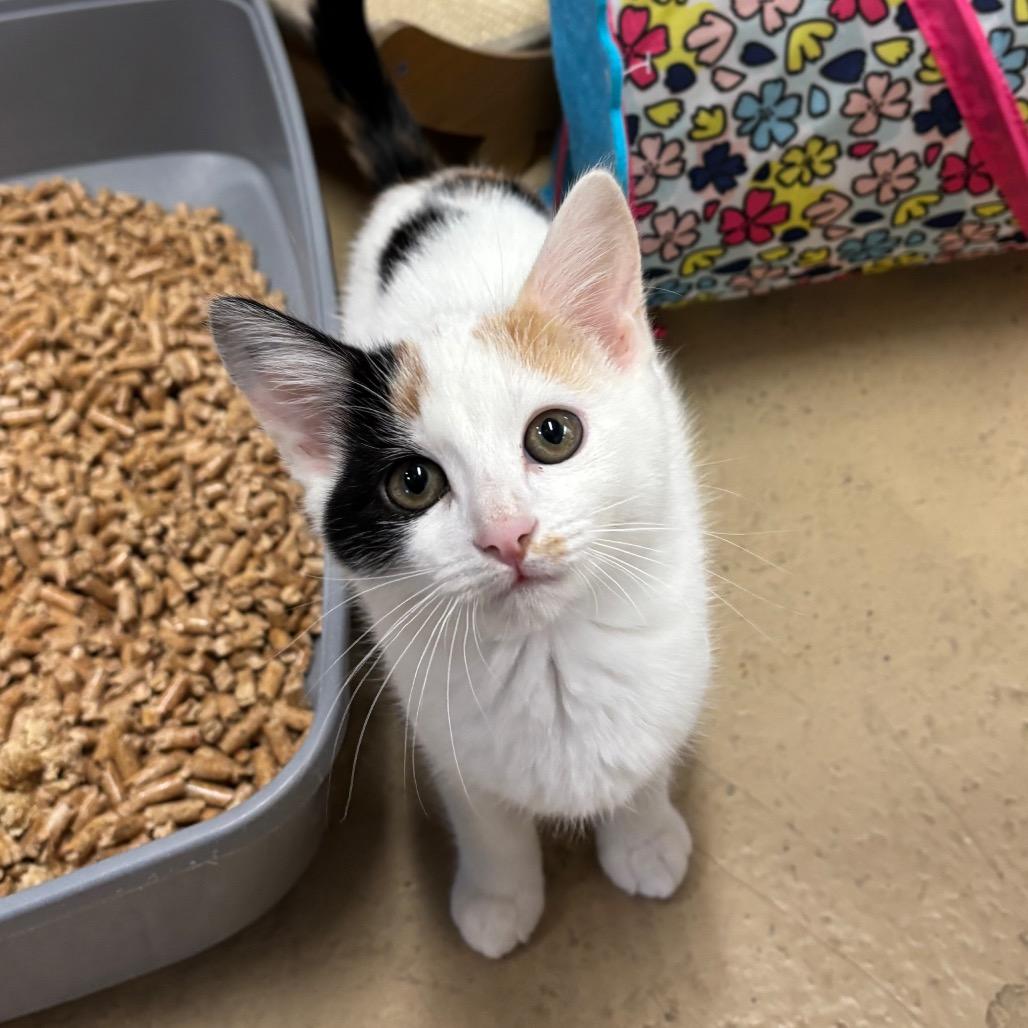 Pillsbury, a Adoptable Domestic Short Hair in Morgan Hill, CA image 1/4