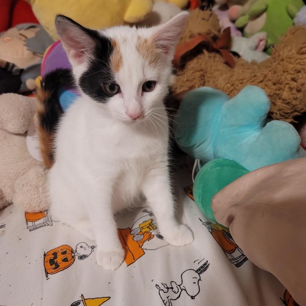 Pillsbury, a Adoptable Domestic Short Hair in Morgan Hill, CA image 2/4