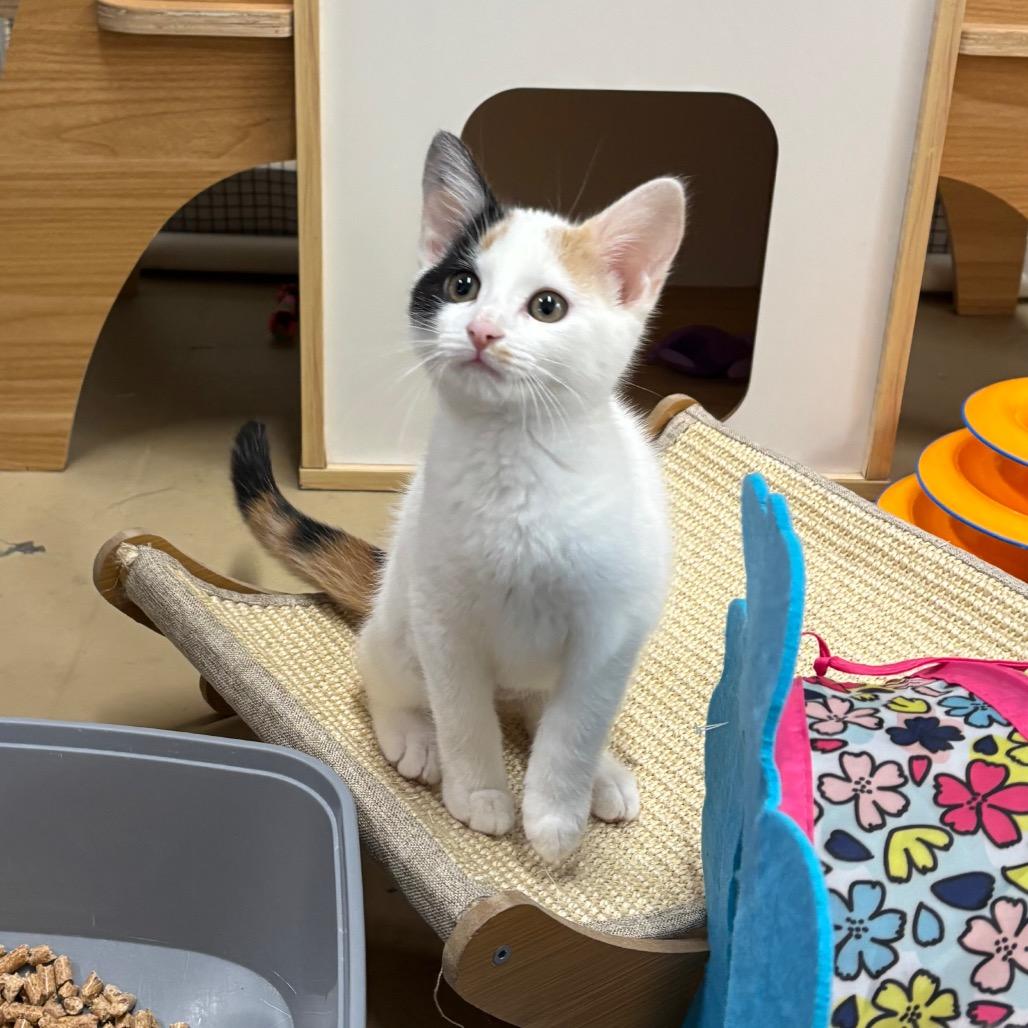 Pillsbury, a Adoptable Domestic Short Hair in Morgan Hill, CA image 3/4