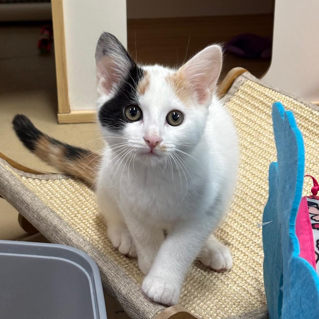 Pillsbury, a Adoptable Domestic Short Hair in Morgan Hill, CA image 4/4