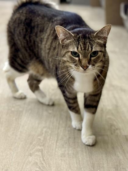 Binx, a Adoptable Domestic Short Hair in Downers Grove, IL image 1/3