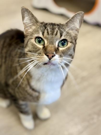 Binx, a Adoptable Domestic Short Hair in Downers Grove, IL image 2/3