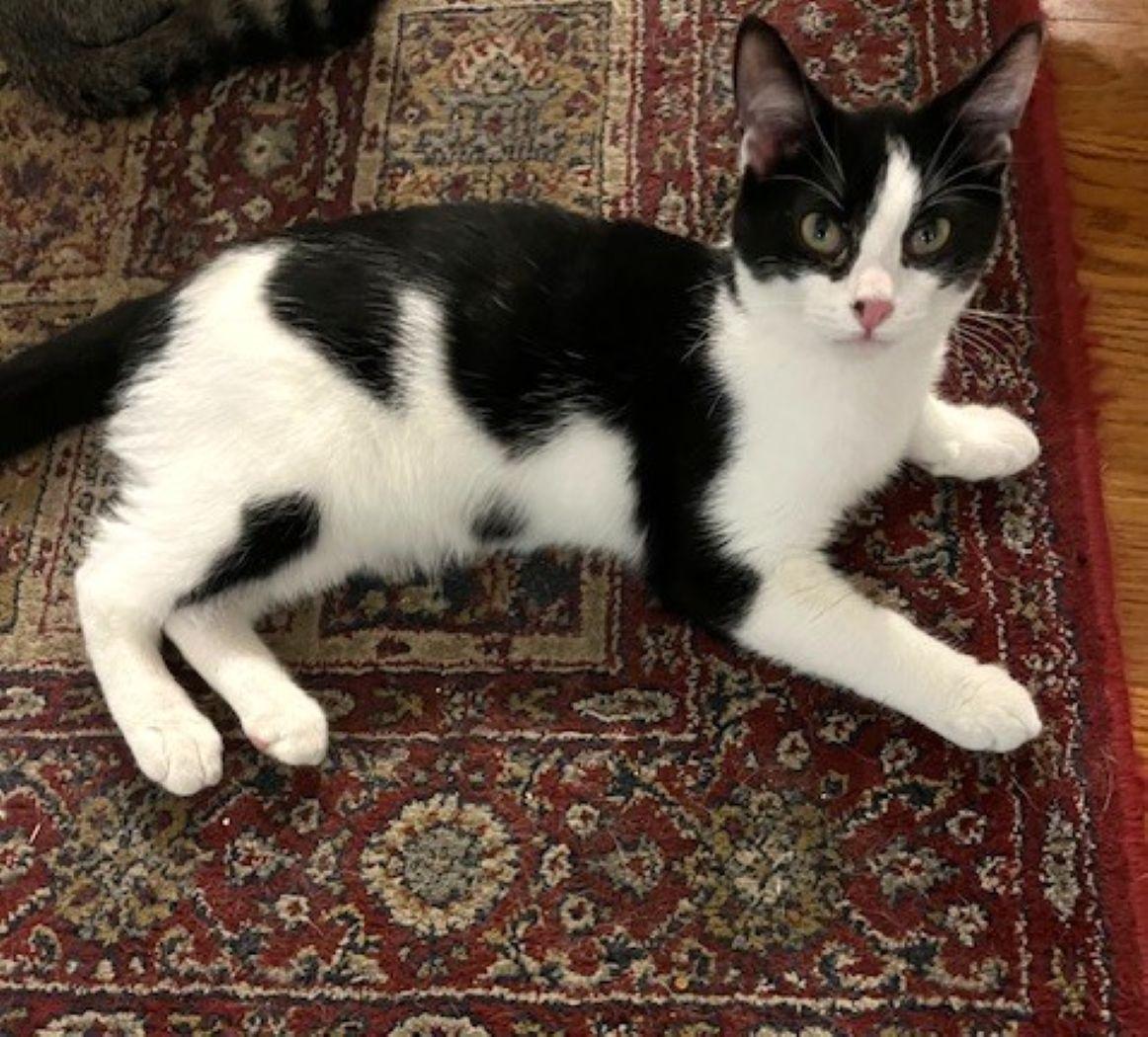 Enlarge Prim, a Adoptable Domestic Short Hair in Savannah, GA image 3/3