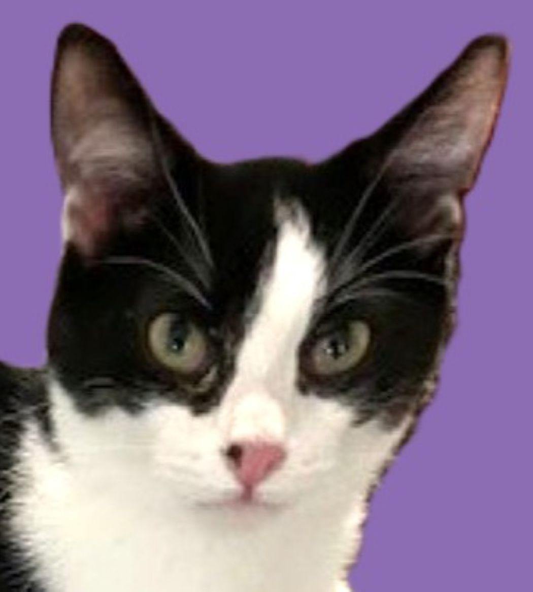 Enlarge Prim, a Adoptable Domestic Short Hair in Savannah, GA image 1/3