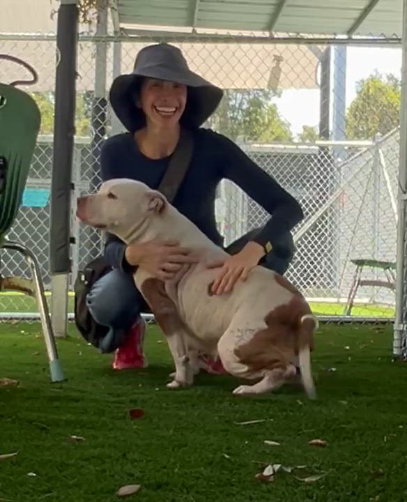 Enlarge Fortune, an adopted mixed breed in Sierra Madre, CA video 3/5