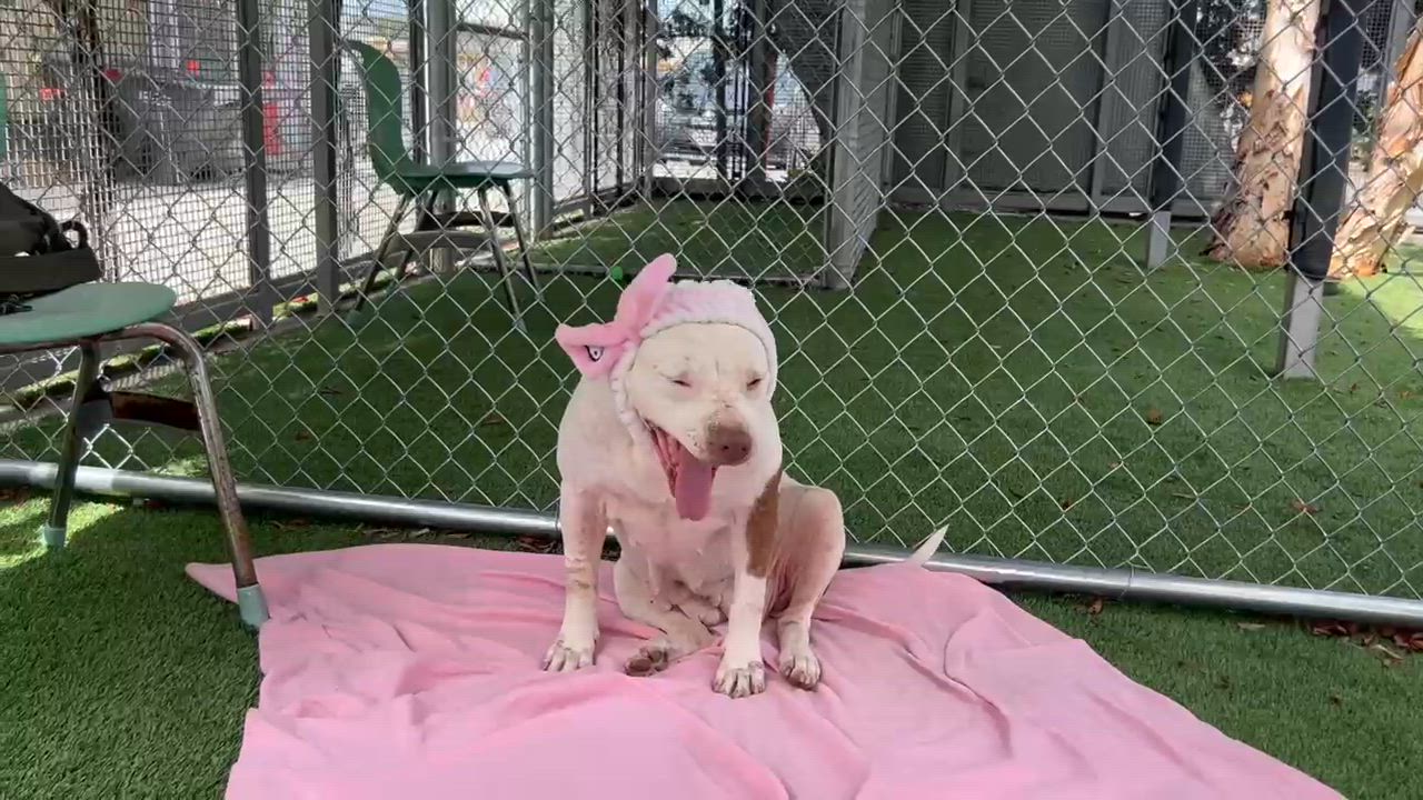 Enlarge Fortune, an adopted mixed breed in Sierra Madre, CA video 1/5