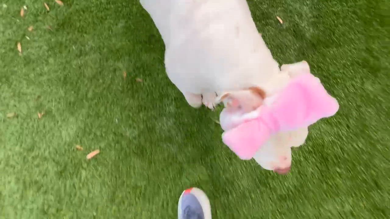 Enlarge Fortune, an adopted mixed breed in Sierra Madre, CA video 2/5