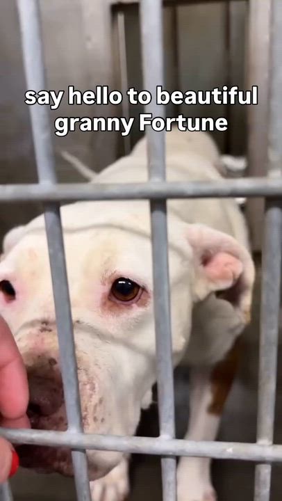 Enlarge Fortune, an adopted mixed breed in Sierra Madre, CA video 5/5
