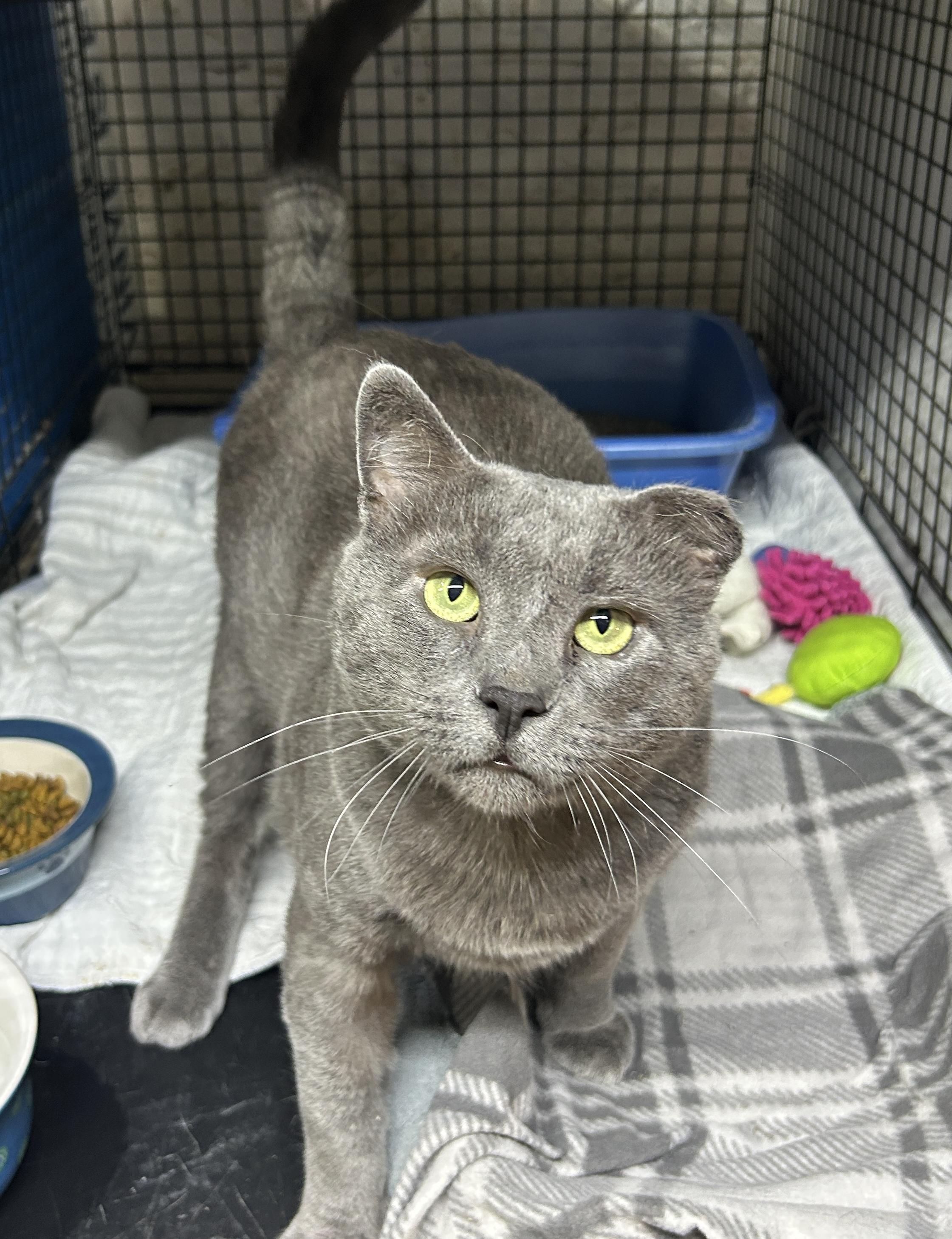 Charlie, Adult Male Domestic Short Hair