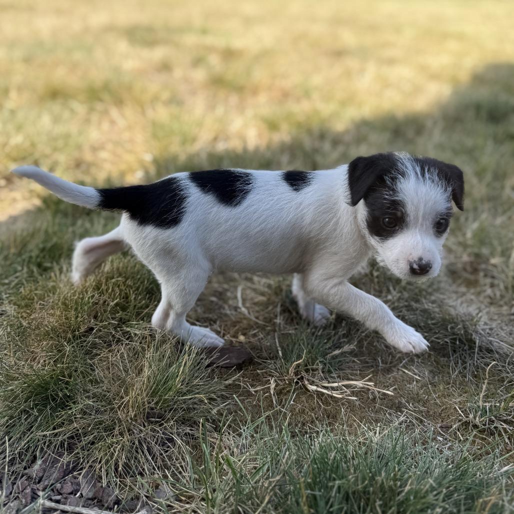 Otis, a Adoptable mixed breed in Newberg, OR image 1/6