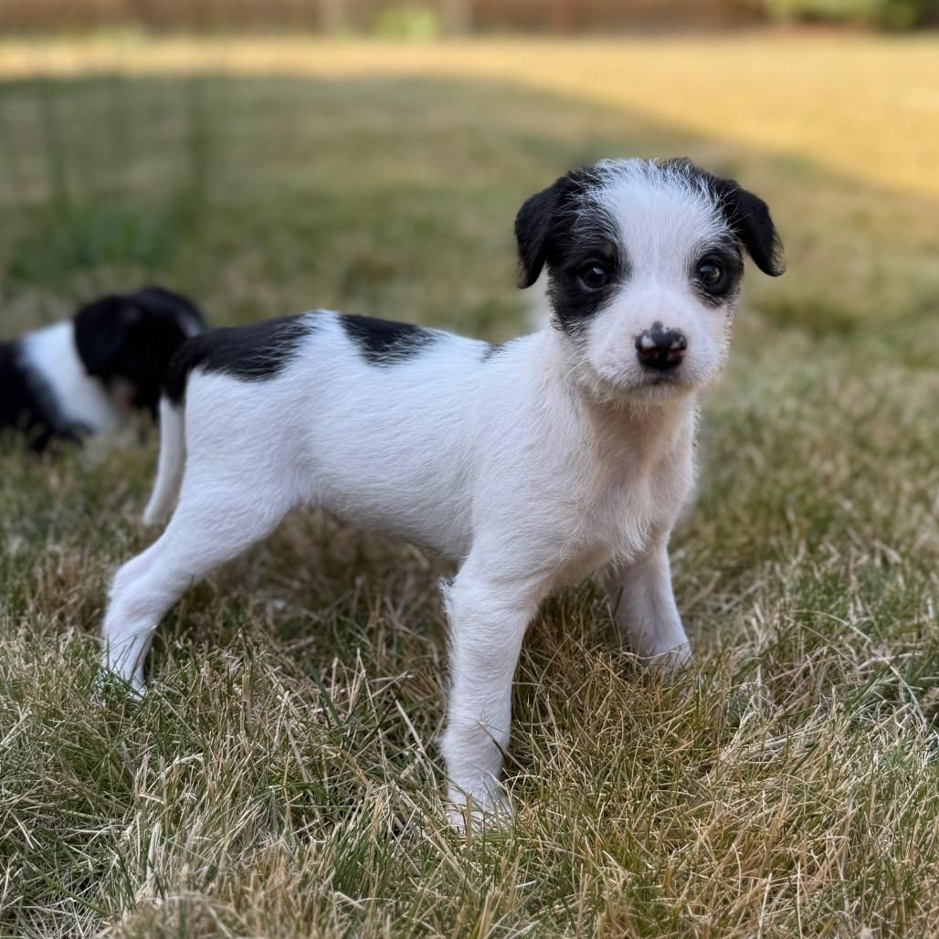 Otis, a Adoptable mixed breed in Newberg, OR image 2/6