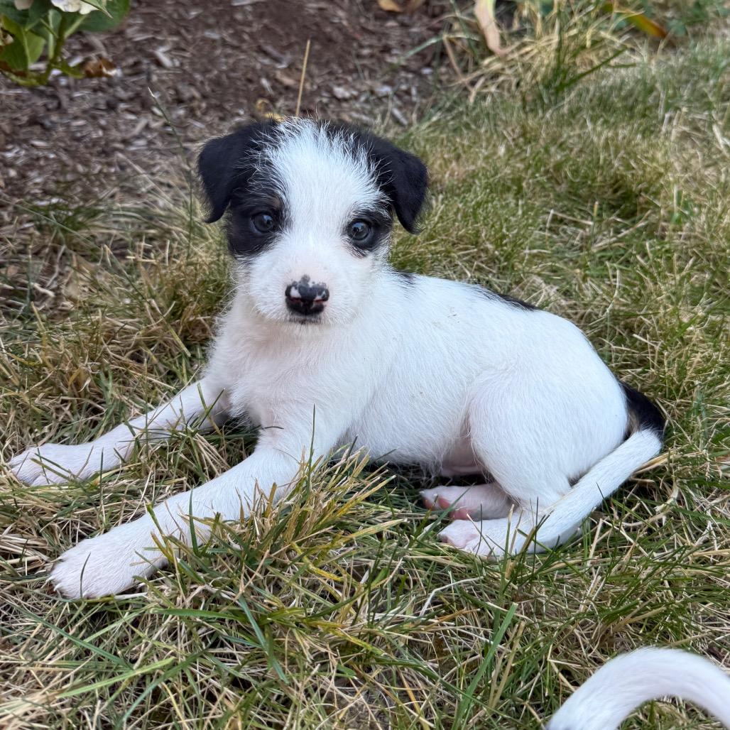 Otis, a Adoptable mixed breed in Newberg, OR image 4/6