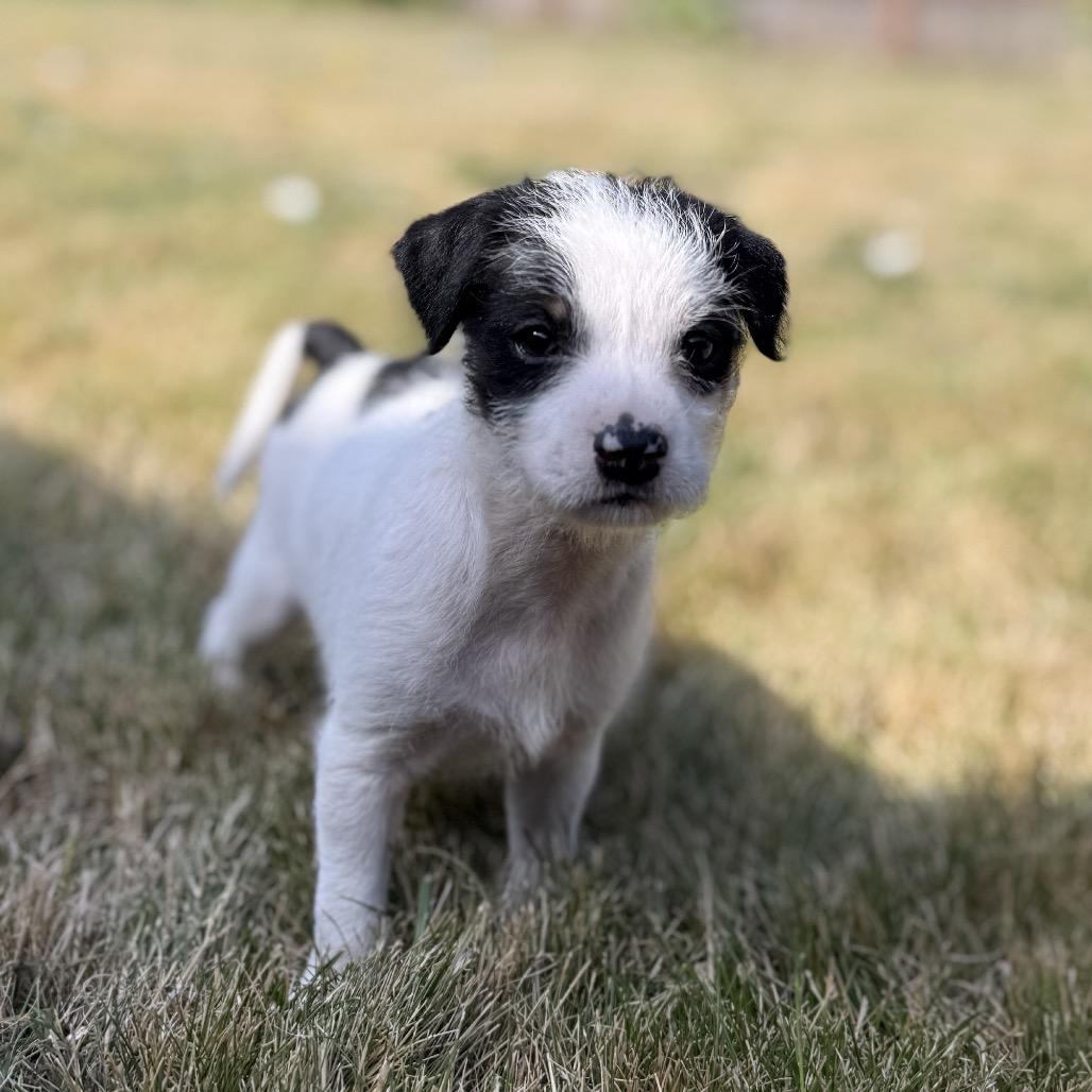 Otis, a Adoptable mixed breed in Newberg, OR image 5/6