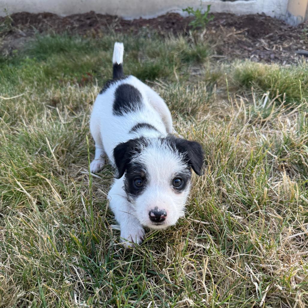 Otis, a Adoptable mixed breed in Newberg, OR image 6/6