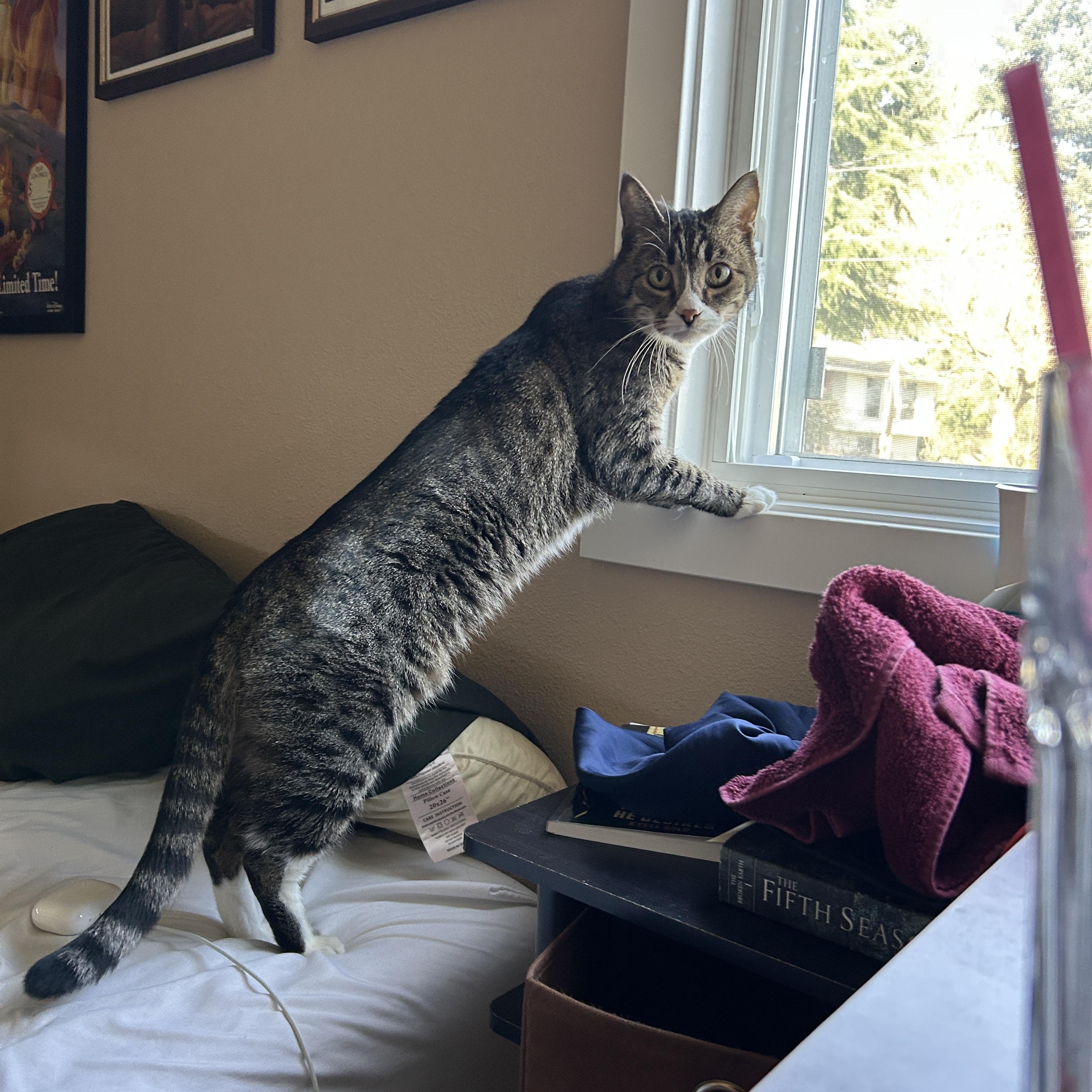 Enlarge Gigi, an adopted Tabby in Des Moines , WA image 2/3