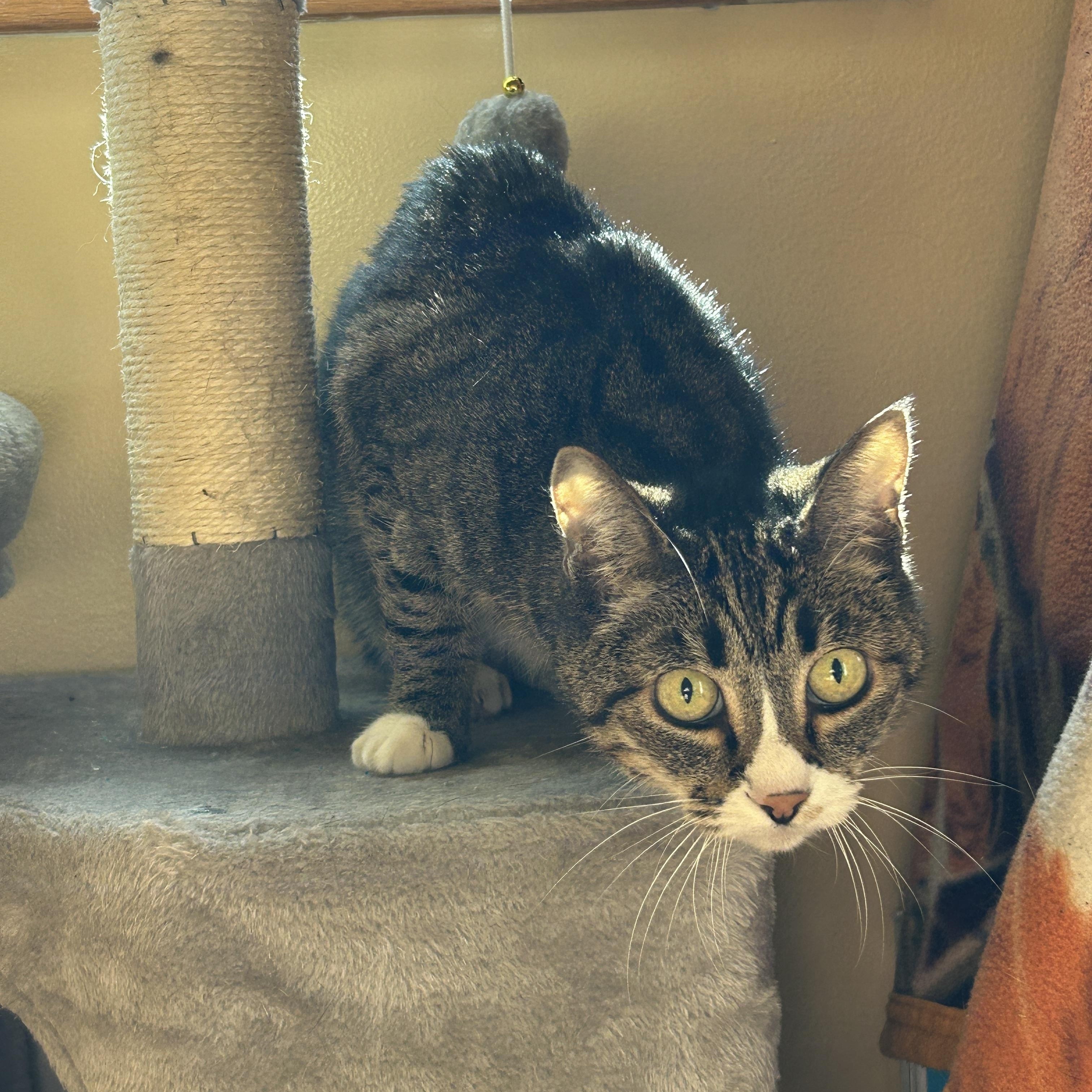 Enlarge Gigi, an adopted Tabby in Des Moines , WA image 3/3