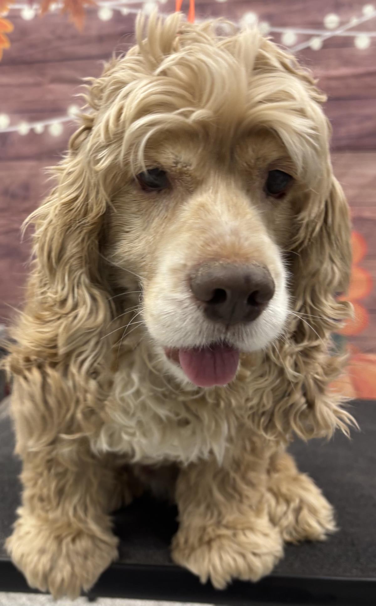 Prince, Adoptable, Senior Male Cocker Spaniel.