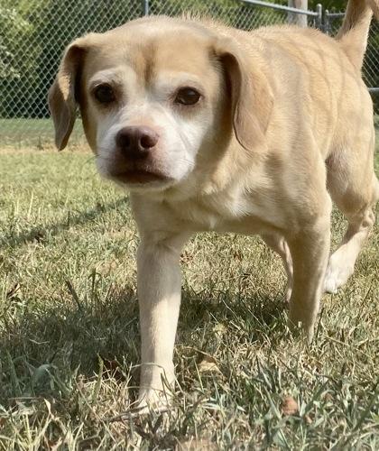 Enlarge Roscoe, an adopted Pug in Glasgow, KY image 1/2