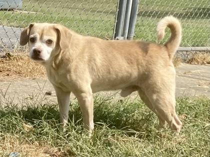 Enlarge Roscoe, an adopted Pug in Glasgow, KY image 2/2