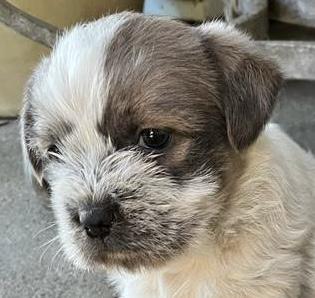 Enlarge Maui - Special Adoption Fee $100, a ADOPTABLE mixed breed in Cerritos, CA image 1/1