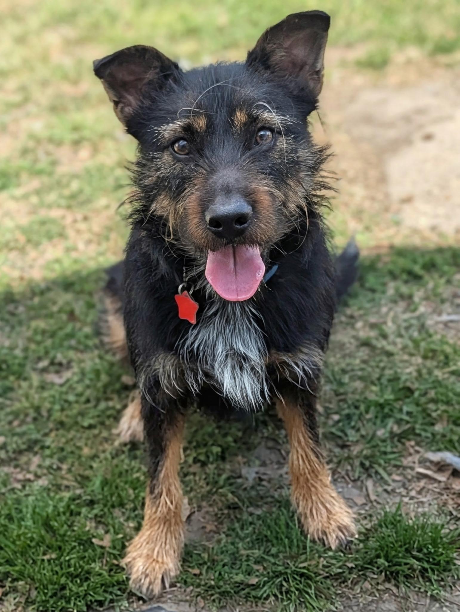 Enlarge JC, a ADOPTABLE mixed breed in Blytheville, AR image 2/2