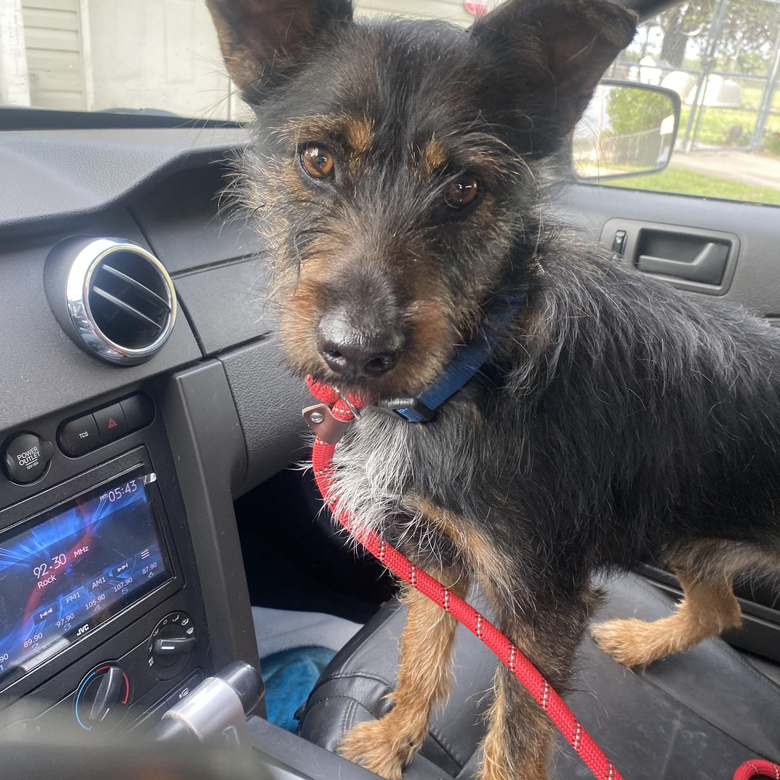 Enlarge JC, a ADOPTABLE mixed breed in Blytheville, AR image 1/2