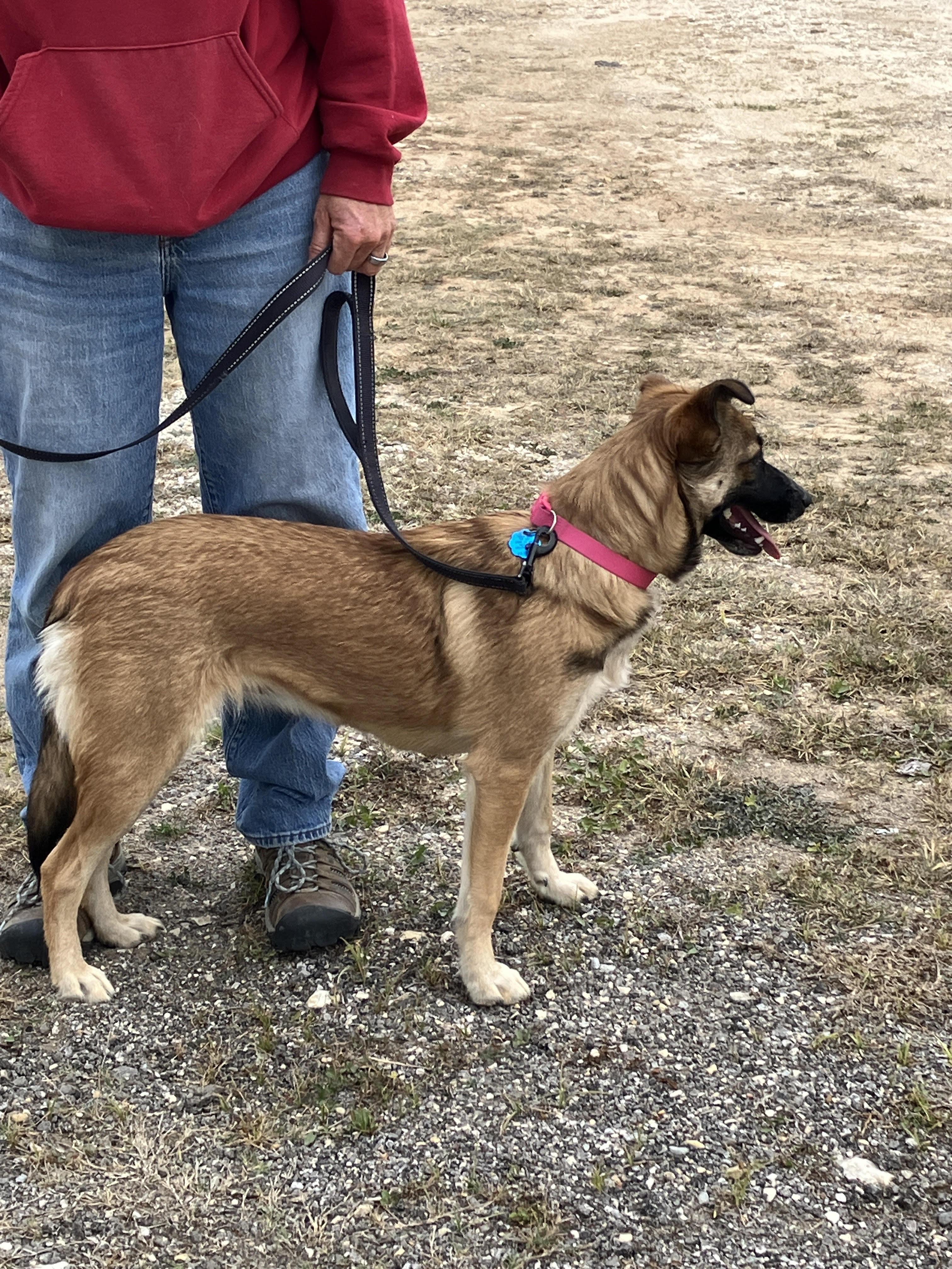 ASIA-Adorable and Active, a Adoptable mixed breed in Georgetown, TX image 5/6